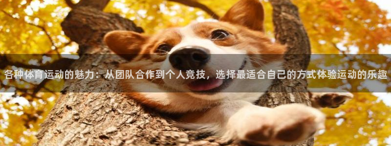 MK体育官网下载平台注册流程视频：各种体育运动的魅力